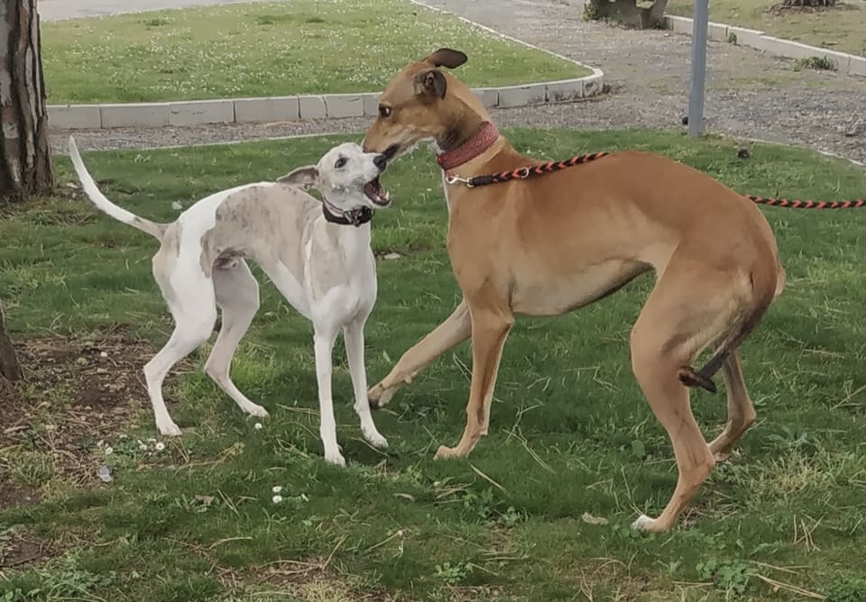 A whippet and a red greyhound greeting each other on a lawn.