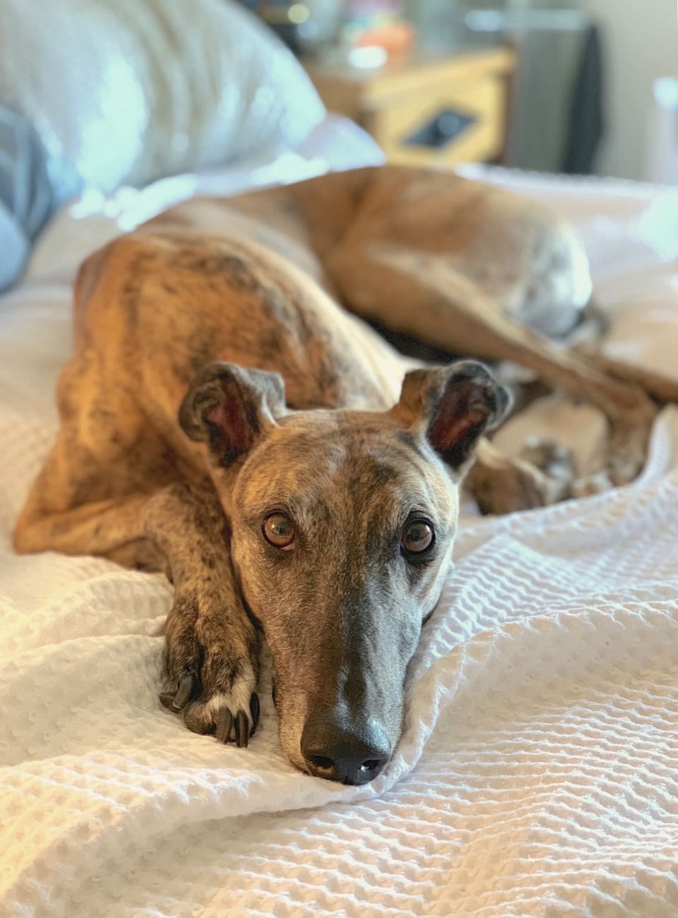 A brindle greyhound resting its head on a white bedspread.