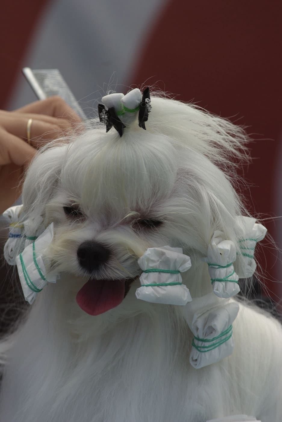 A small white dog at the groomer’s, its ears wrapped and its hair tied up.