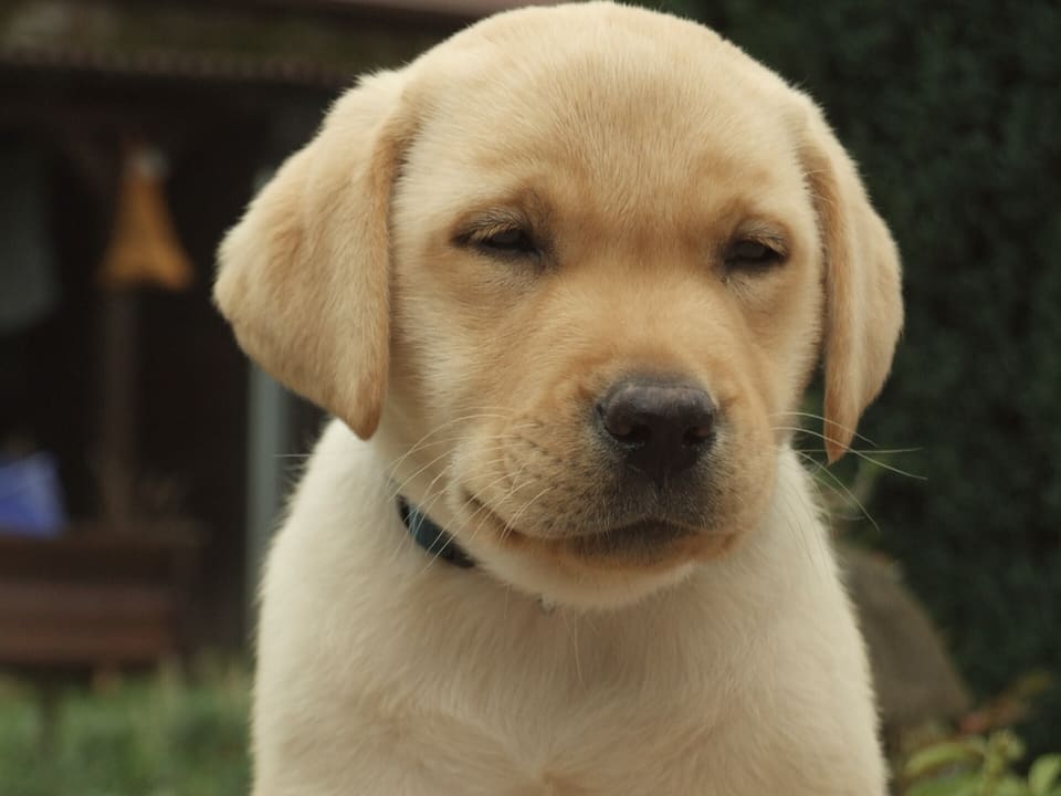 A yellow Labrador puppy looking at the camera.