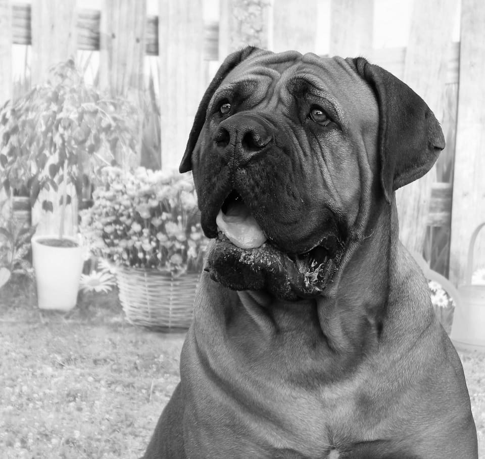 A Dogue de Bordeaux sitting in front of a painted garden backdrop.