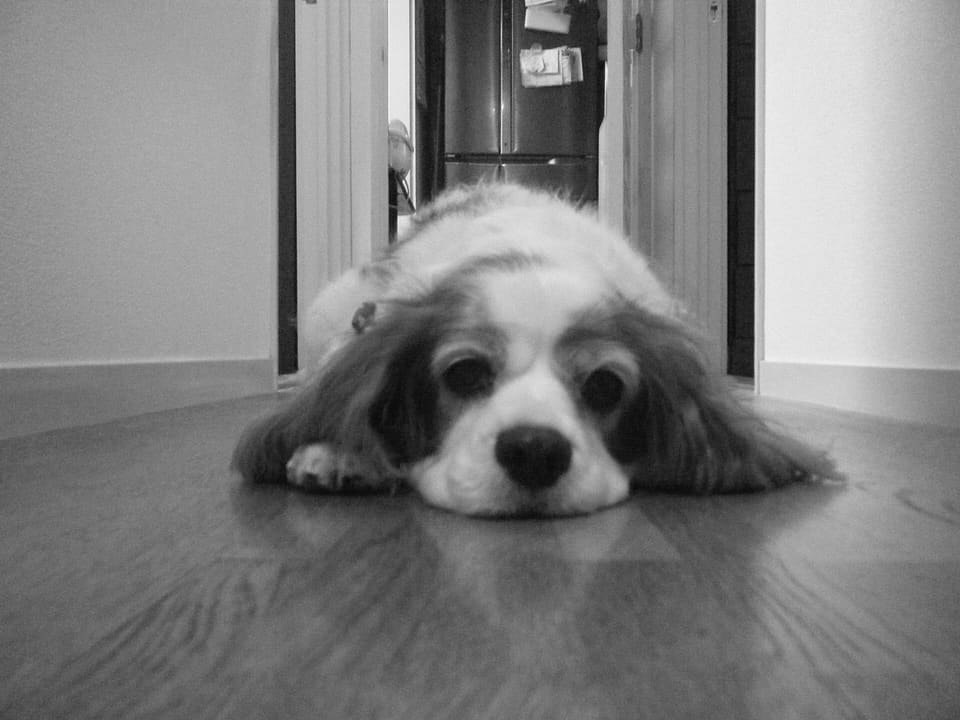 A Cavalier King Charles Spaniel lying on a wooden floor.