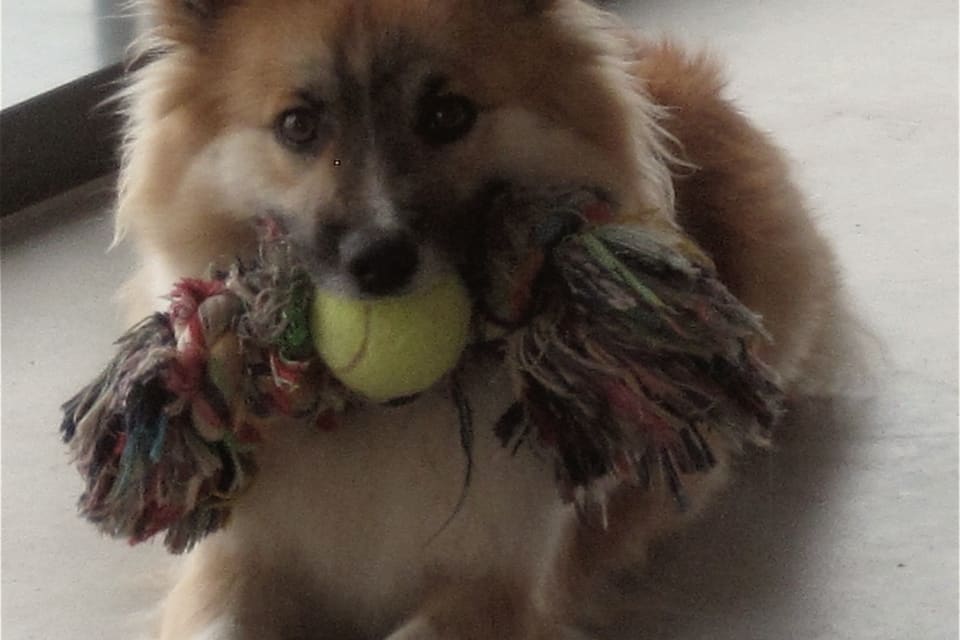 A ginger and white dog lying on a floor with a rope toy and a tennis ball in its mouth.