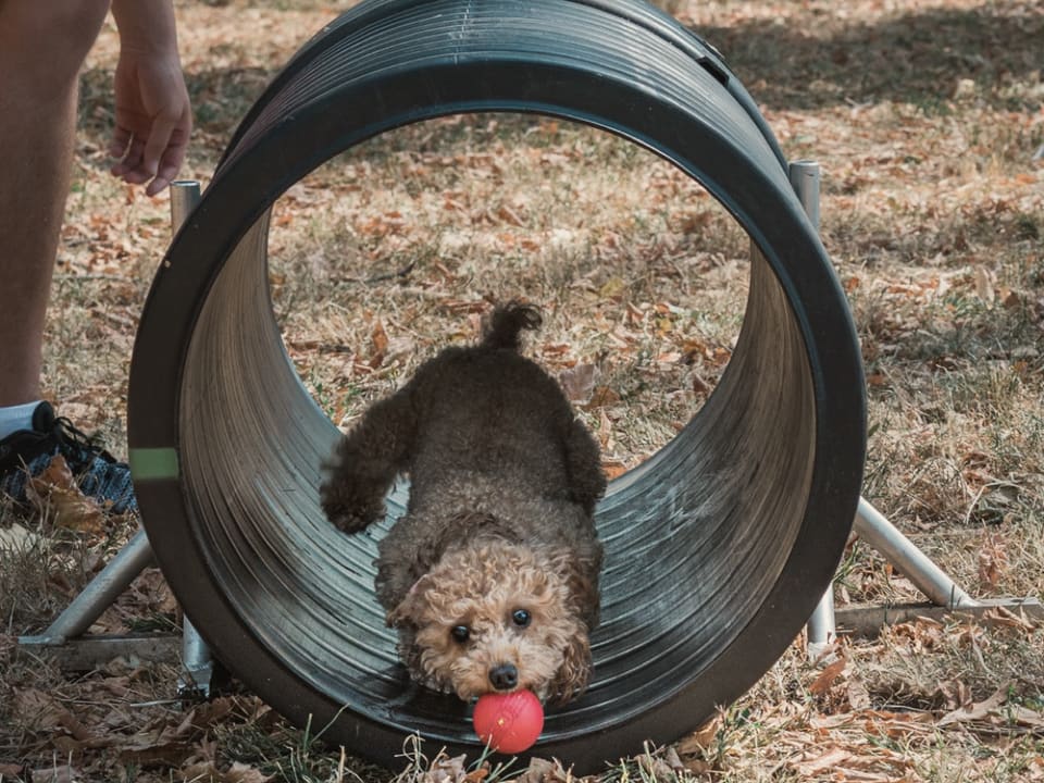 A curly-coated puppy runs out of an agility tunnel with a red ball in its mouth, a trainer's hand beside it.