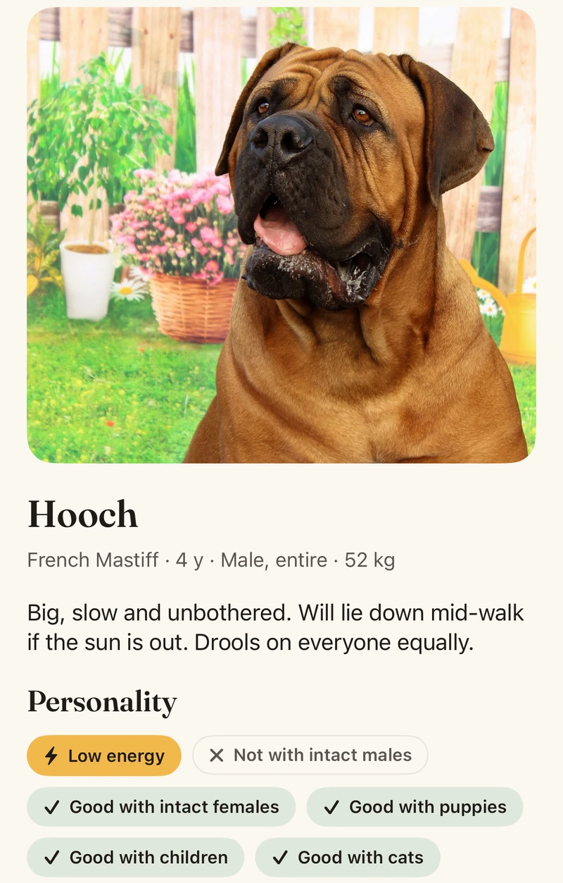 A dog’s profile in the Lady & Hooch app: a French Mastiff called Hooch, low energy, good with puppies, children and cats, not with intact males.